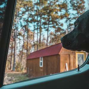 Mojo had a good time running around the property