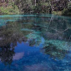There are SO many beautiful cold springs in the area, we visited Ichetucknee Springs. A perfect way to cool off on a warm day.