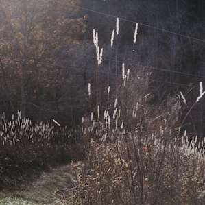White cat tail grass located near the highest point (and near Cole's favorite spot)