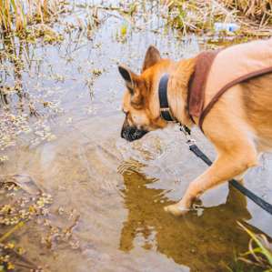 Cedar enjoying the water