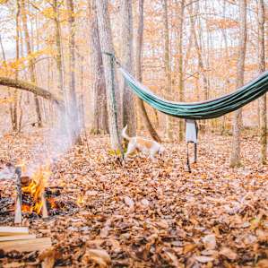 forest campfire dog