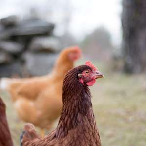 animal chickens
