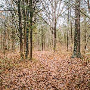 Just inside the woods is a campsite