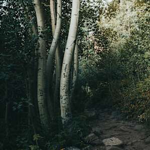 forest