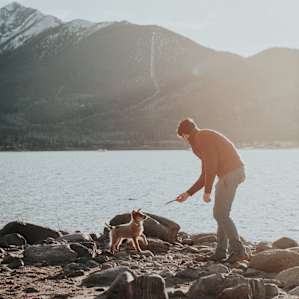 mountain dog animal