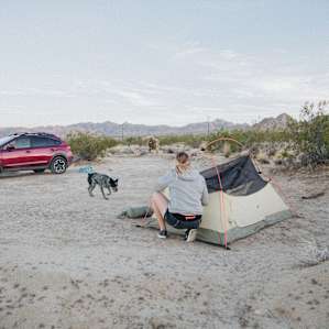 tent people dog