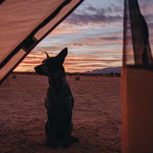 tentview dog animal
