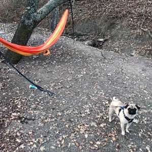 Ideal hammock setup in this tree.