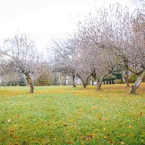 The orchard!
