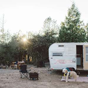 dog animal lodging