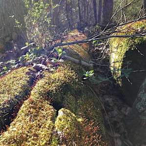 Nature hikes!
