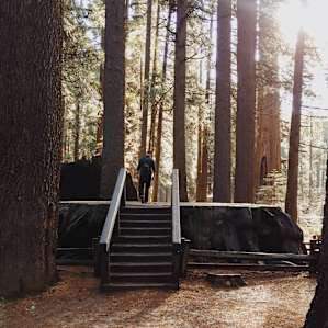 nearby Calaveras Big Trees State Park
