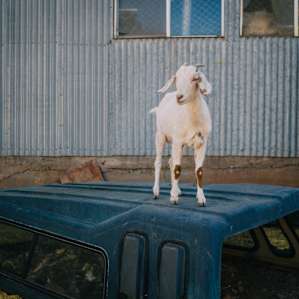 happy goats