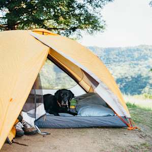 Pro camping dog.