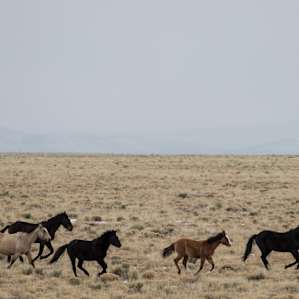 We even got to see some of the wild horses not far from our camp spot!