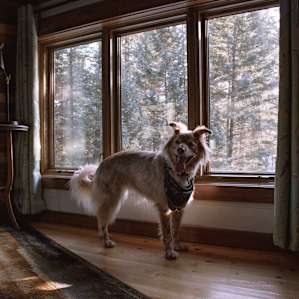 One of my favorite parts of the house is how many windows there are- there's no shortage of natural light or beautiful views.