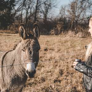 Donkeys keep the deer away from the vines.