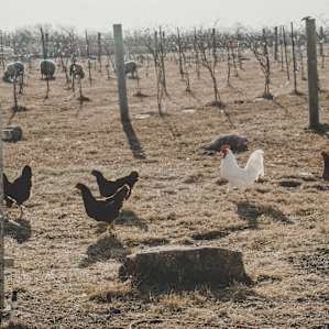 The chickens and sheep stay in the vineyard separate from the campsite.