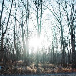Woods to the west.