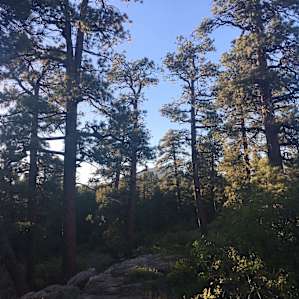 our site felt secluded from others, especially with all the tall trees...