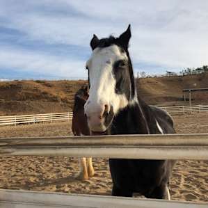 The Unhitched Ranch