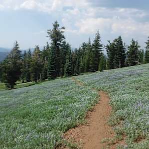 Nice trails with tons of deer and black bears!