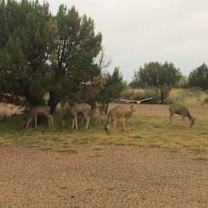 Pecos Campground