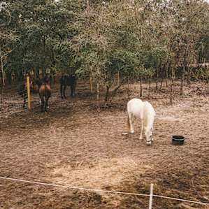 Horse pen