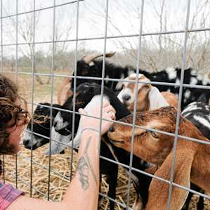 Goats!