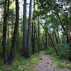 Short trail to the Units 2-5 tent camping sites.