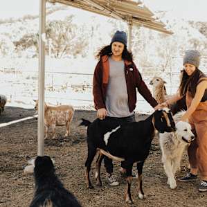 dog farm animal
