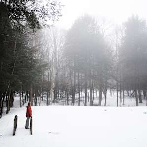 forest winter