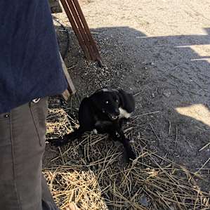 Dog friend