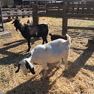 Goat friends