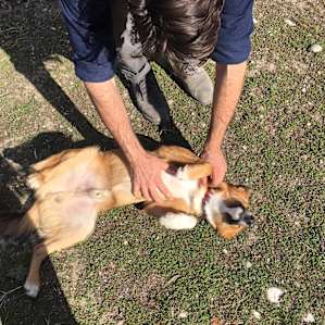 Ranch dog friend - what a cutie!
