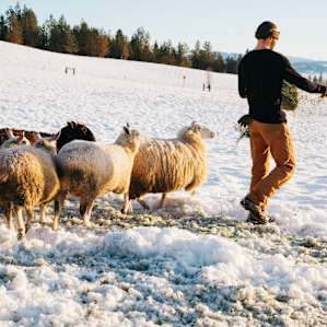 My partner feeding the sheep. Ask the farmers to let you feed them, it's really fun. They come running at you and but then get very shy as they get near.