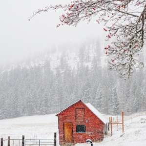 A rustic red cabin on the property. It looked so picturesque in the snow with the hawthorn berries.