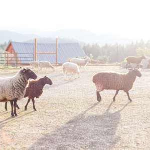 farm animal sheep