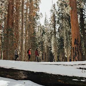 forest hiking winter
