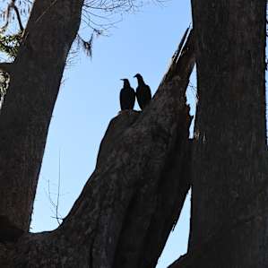 Love birds or Buzzards???