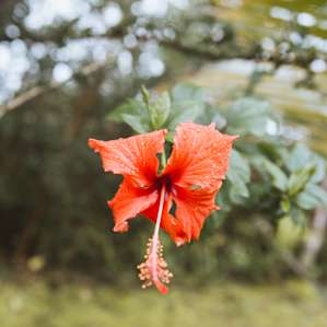 This property is covered with gorgeous flowers