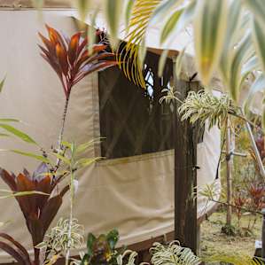 The yurt is surrounded by foliage, making it quiet and private, so nice!