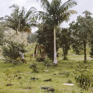 Divine Hawaiian Coffee Market