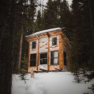 cabin forest dog