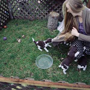 dog animal