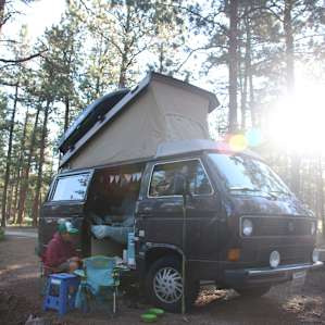 forest people sun
