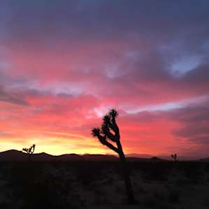 Shangri-La Skies