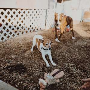 Two super cute pups on site that belong to the owners, Blake and Michelle!