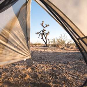 Joshua Trees are all over the property, along with cacti, ocotillo, and mesquite.