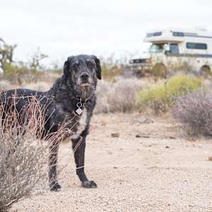 dog desert van